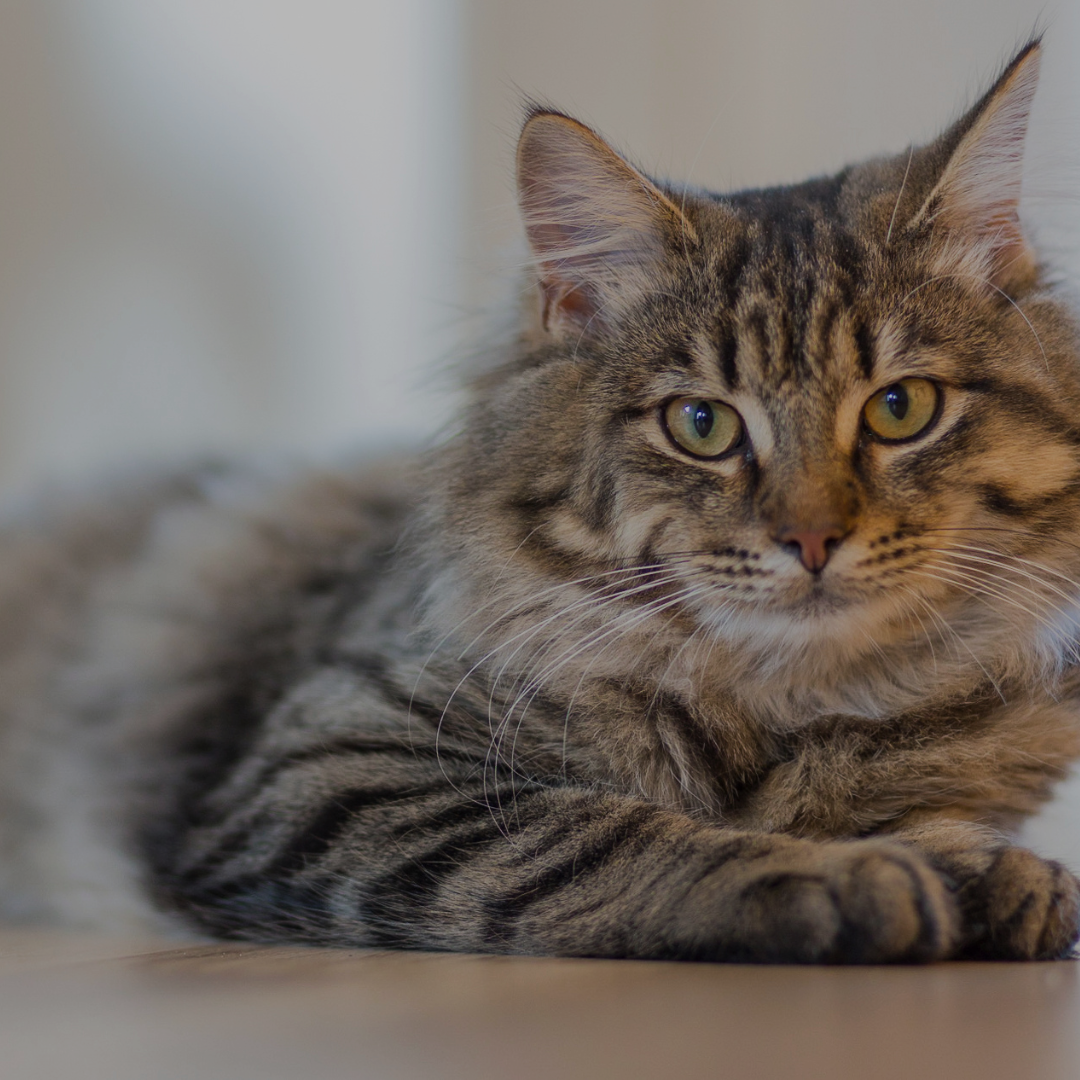 Katt